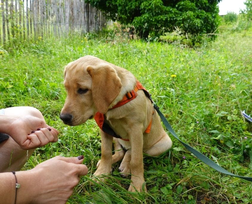 Hund und Besitzerin trainieren zuhause in Fischamend