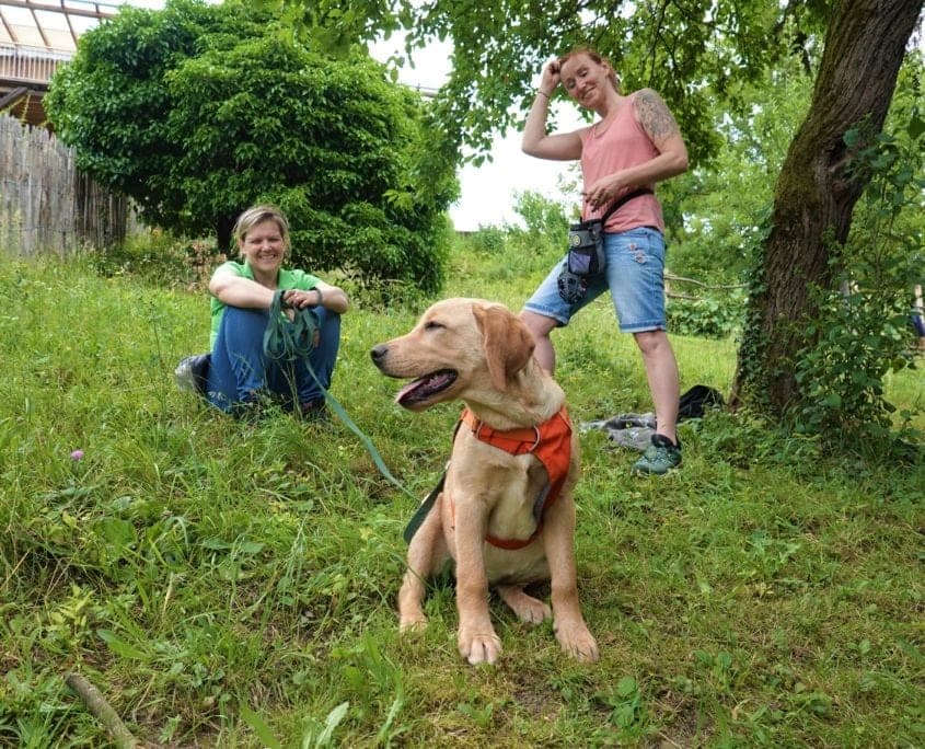 Hundeschule Willenskraft Bild 1