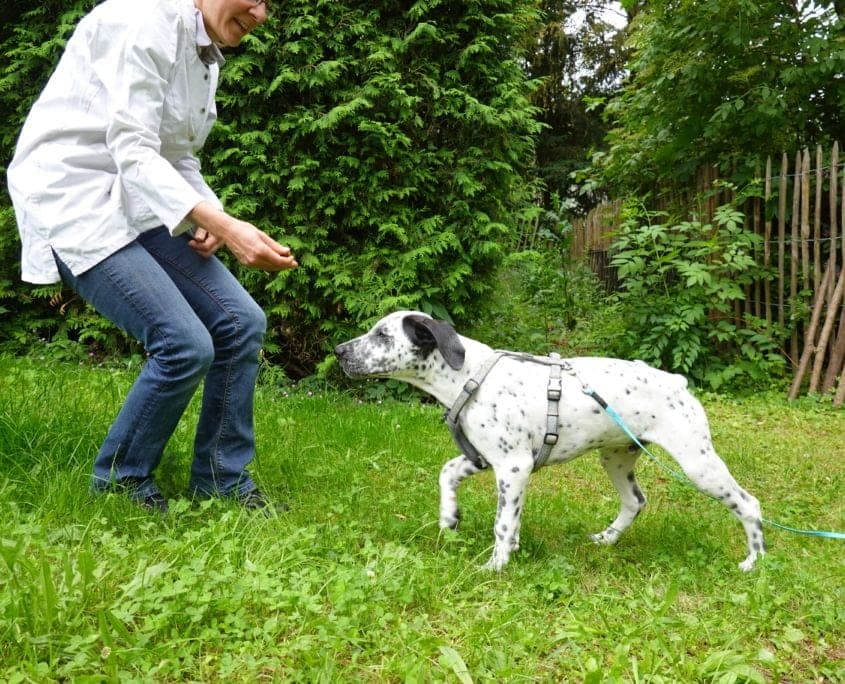 Hundeschule Willenskraft Bild 2