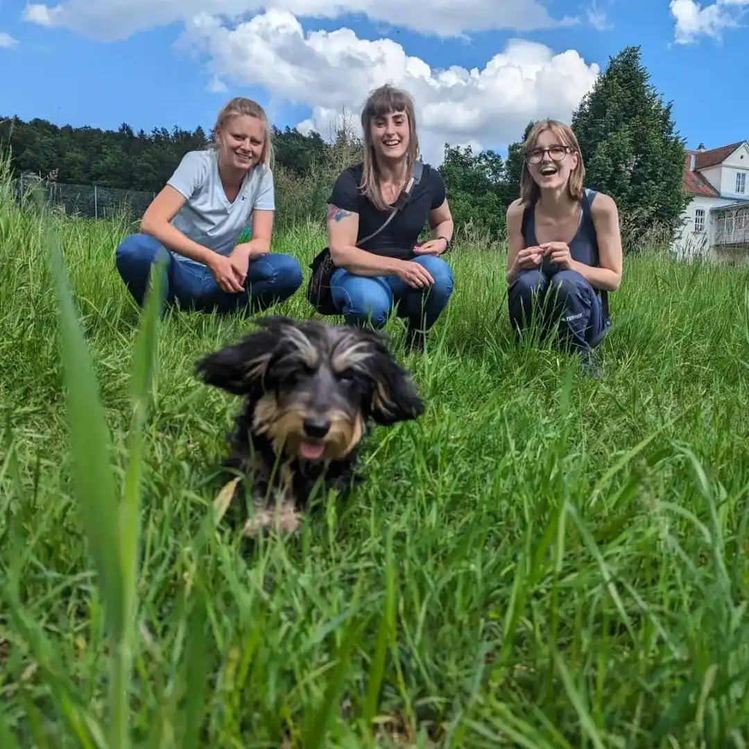 Hundeschule Willenskraft & Akademie – Welpentraining, Gruppenkurse und Team (Bild 3)