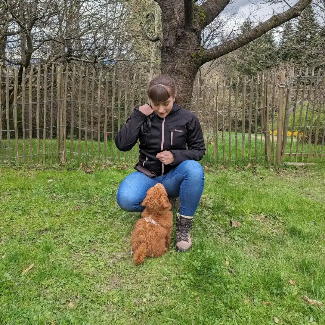 Welpe beim mobilen Hundetraining — Hundeschule Hinterbrühl