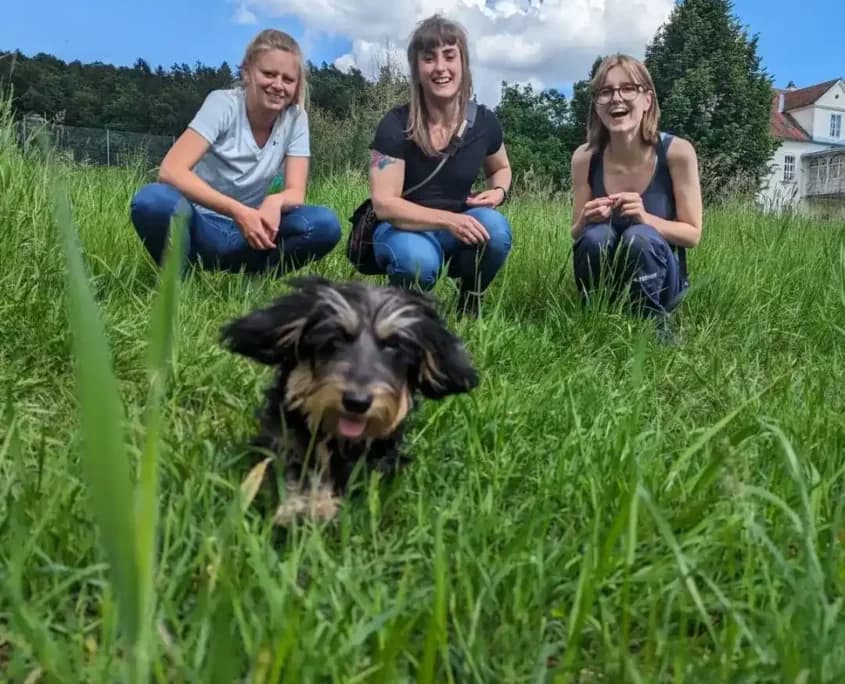 Junger Welpe im Welpentraining der Willenskraft Welpenschule