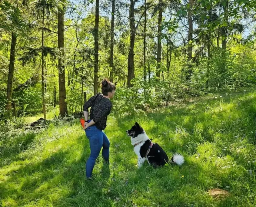 Dummytraining mit der mobilen Hundeschule Willenskraft
