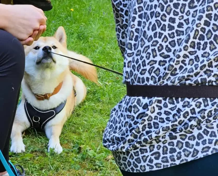 Medical Training mit der Hundeschule Willenskraft
